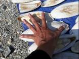 2023 Hot Sale Cuttlefish Bones Dried cuttlefish bone Cuttle fish bone - photo 3