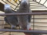A Pair of Talking African Grey Parrots - фото 1