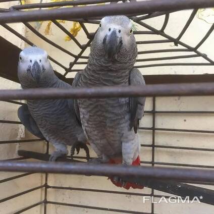 A Pair of Talking African Grey Parrots