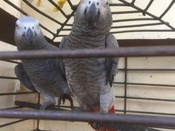 A Pair of Talking African Grey Parrots