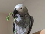 A Pair of Talking African Grey Parrots - фото 2