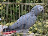 A Pair of Talking African Grey Parrots - фото 3