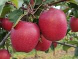 Apples from Poland - фото 1