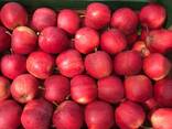Apples from Poland - photo 3