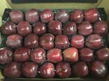 Best apples from Poland wholesale - фото 5