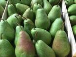 Best pears from Poland wholesale - photo 5