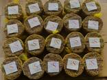 Cassia Stick / Powder from Vietnam - photo 10