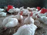 Fowls and eggs - photo 2
