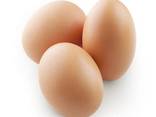 Fresh and good quality eggs for sale - photo 1