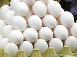 Fresh and good quality eggs for sale - photo 7