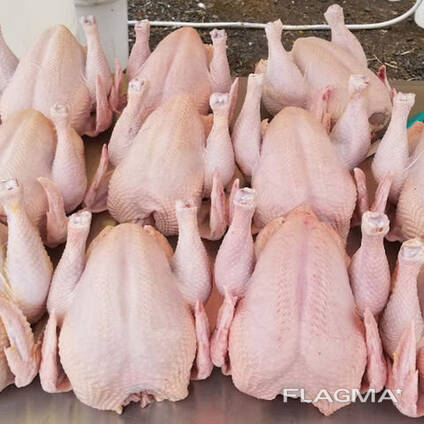 Frozen Halal Whole Chicken and chicken parts for sale
