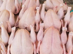 Frozen Halal Whole Chicken and chicken parts for sale