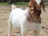 Live Whole Blood Boer Goats / 100% Purebred Mature Boar Goat - фото 1