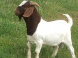 Live Whole Blood Boer Goats / 100% Purebred Mature Boar Goat - фото 2