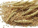 Milling wheat - фото 1