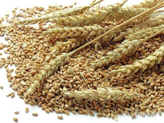 Milling wheat