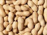 Неочищенный арахис из Солнечного Узбекистана - фото 1