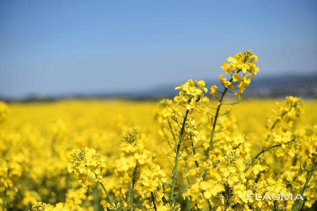 Rapeseed oil