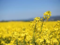 Rapeseed oil