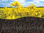 Rapeseed sales - photo 1