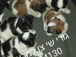 Щенки шит цу на продажу .