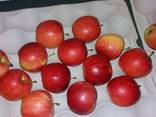 Top grade fresh apples - photo 2