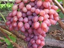 Виноград сорт тоифи