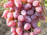 Виноград сорт тоифи