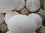Яйцо пищевое, С1(Medium), С0(Large) - фото 1